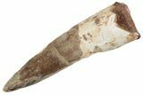 Fossil Spinosaurus Tooth - Real Dinosaur Tooth #368116-1
